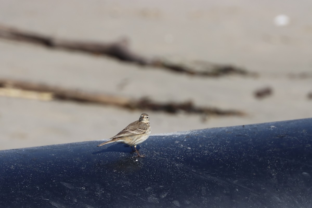 American Pipit - Tom  Boucher