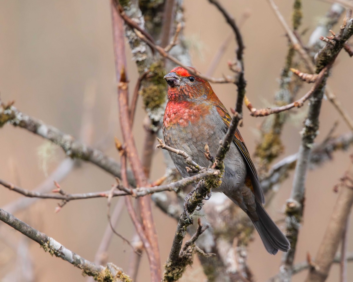 Crimson-browed Finch - ML614968095