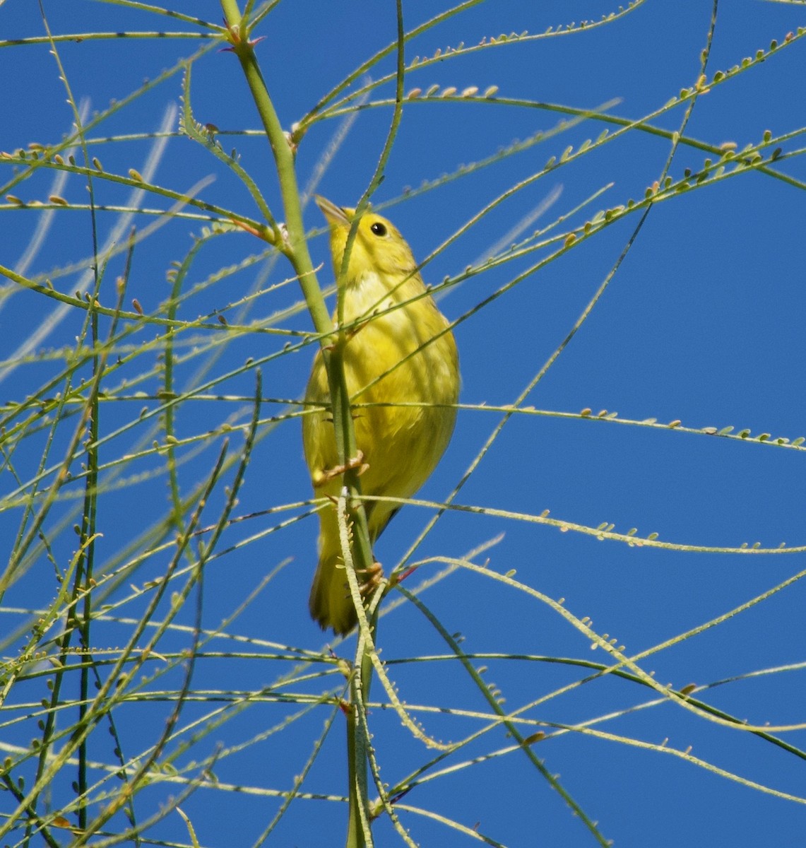 Yellow Warbler - Susan Myrland