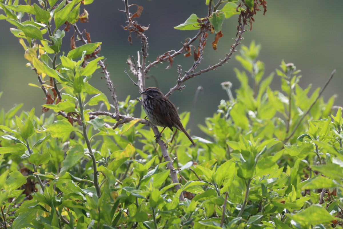 ウタスズメ - ML614968113