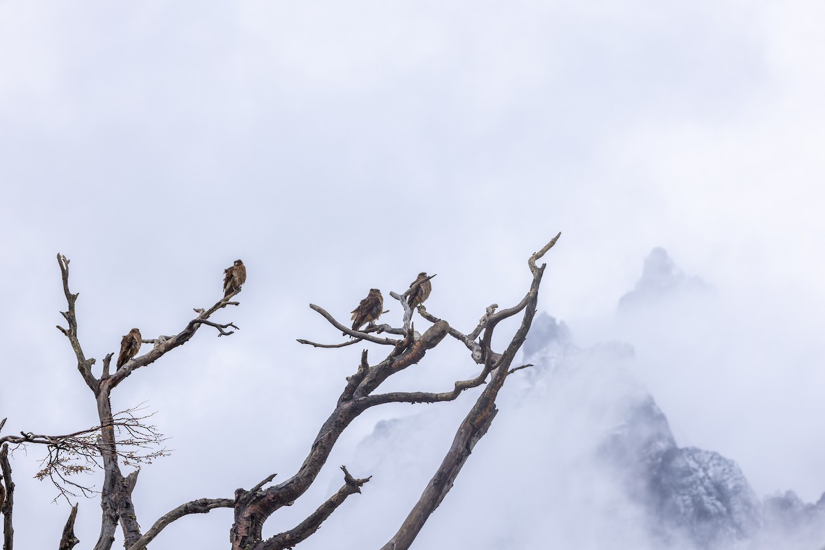 Chimango Caracara - Magnus Persmark