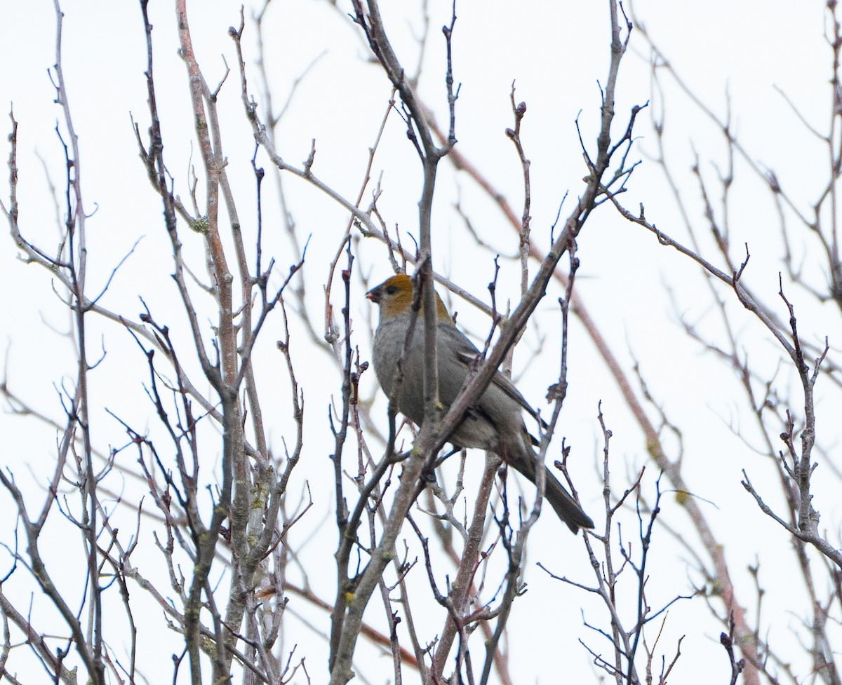 Pine Grosbeak - ML614968163