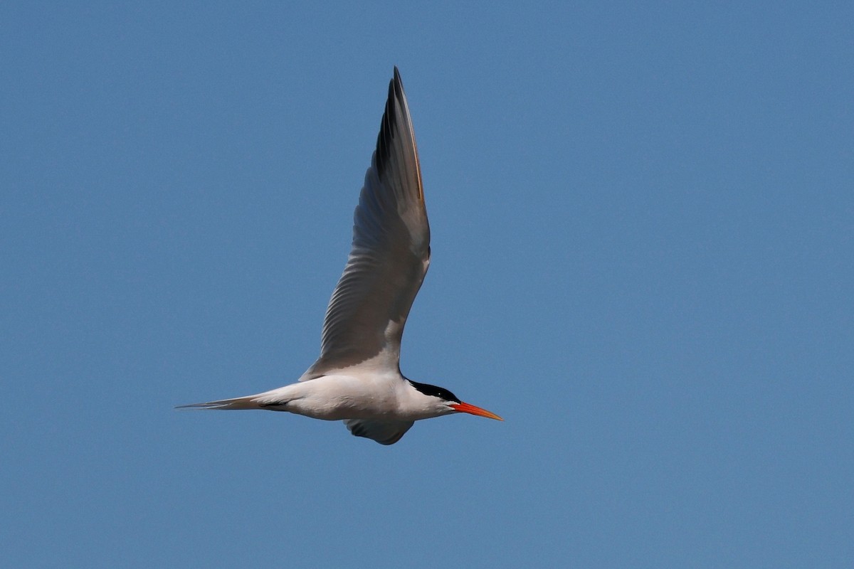 Elegant Tern - ML614968212