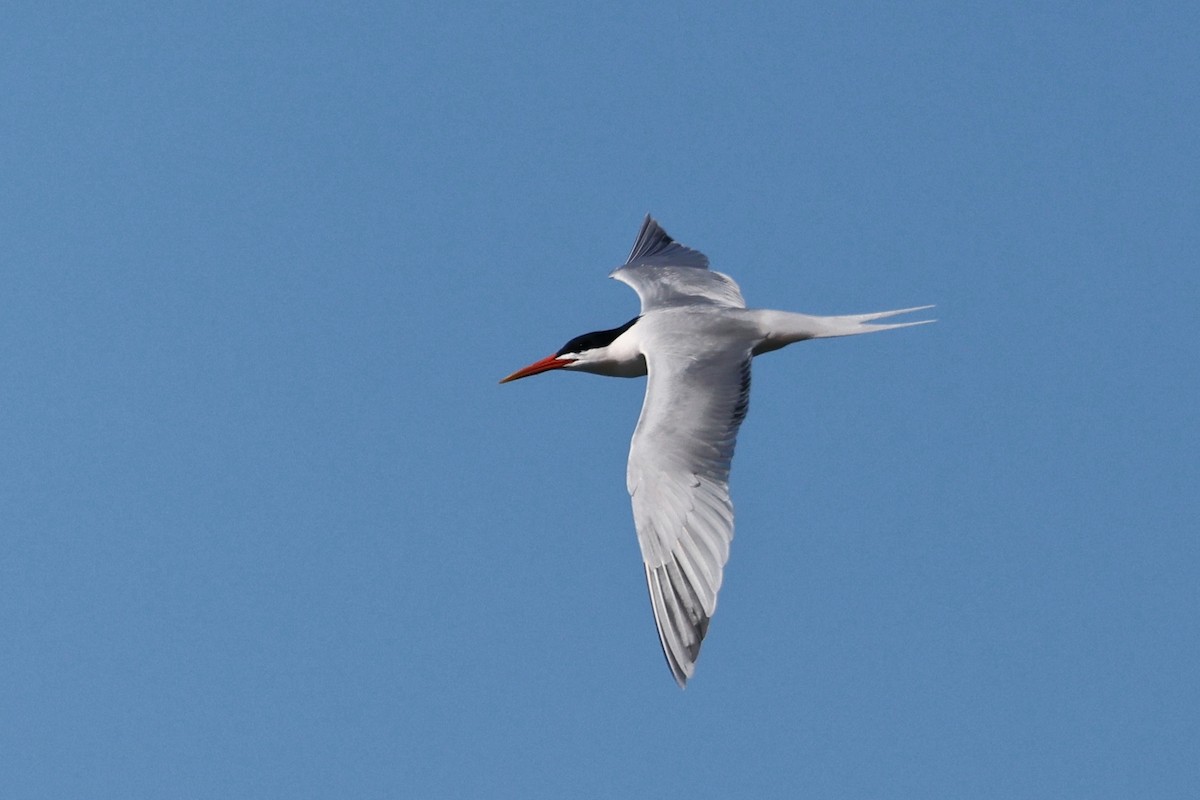 Elegant Tern - ML614968213