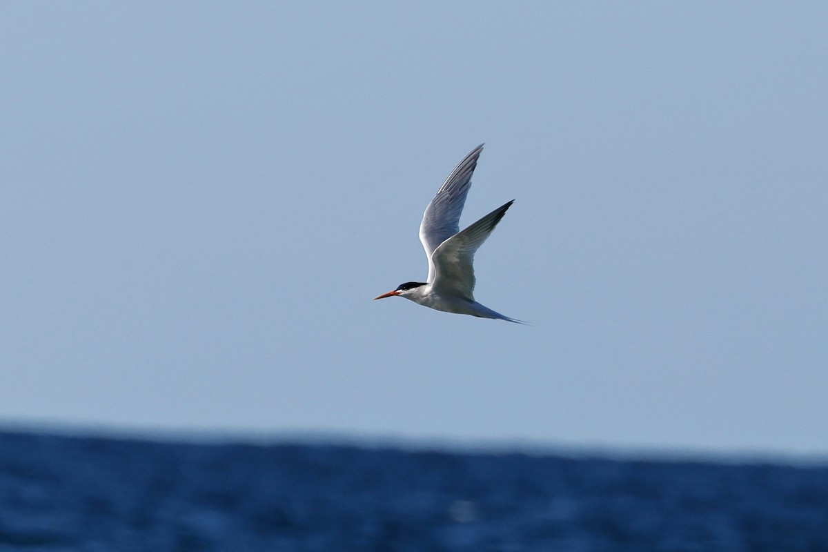 Elegant Tern - ML614968214