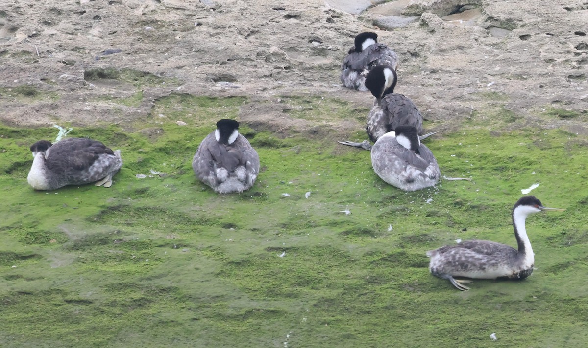 Western Grebe - ML614968226