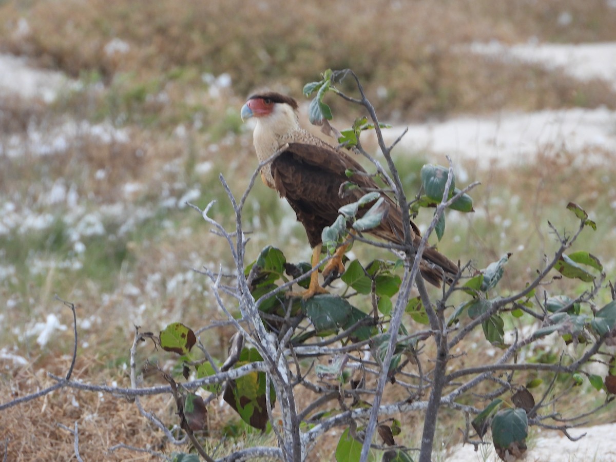 Crested Caracara - José  Paz