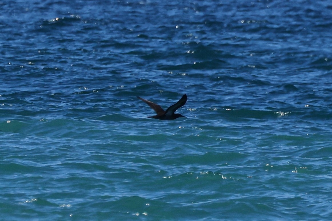 Brown Booby - ML614968254