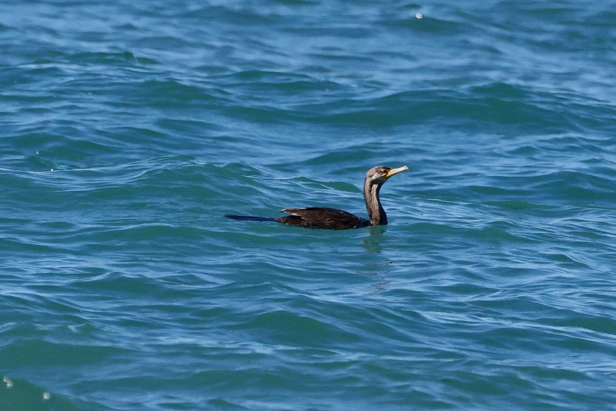 Neotropic Cormorant - ML614968264