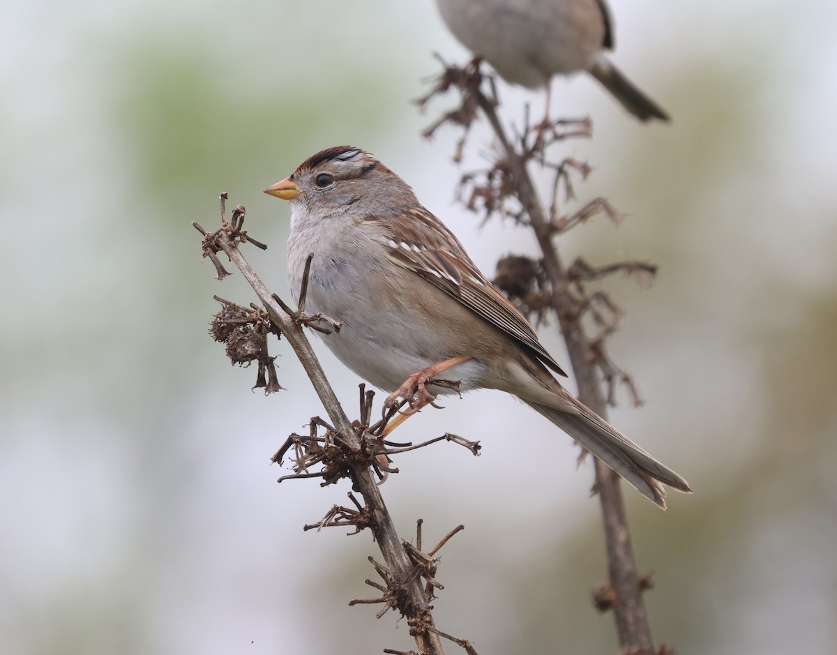 White-crowned Sparrow (Gambel's) - ML614968271