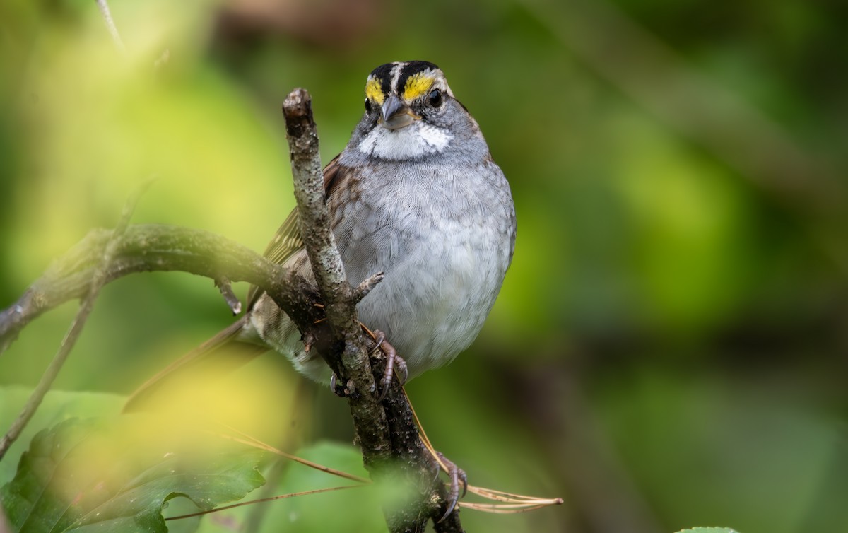 White-throated Sparrow - John Peckham