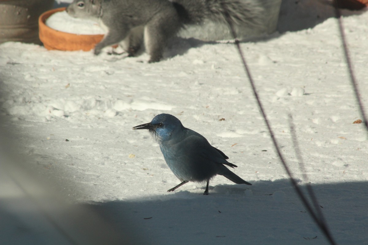 Pinyon Jay - ML614968293