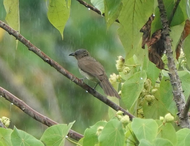 Bulbul de Guimaras - ML614968307