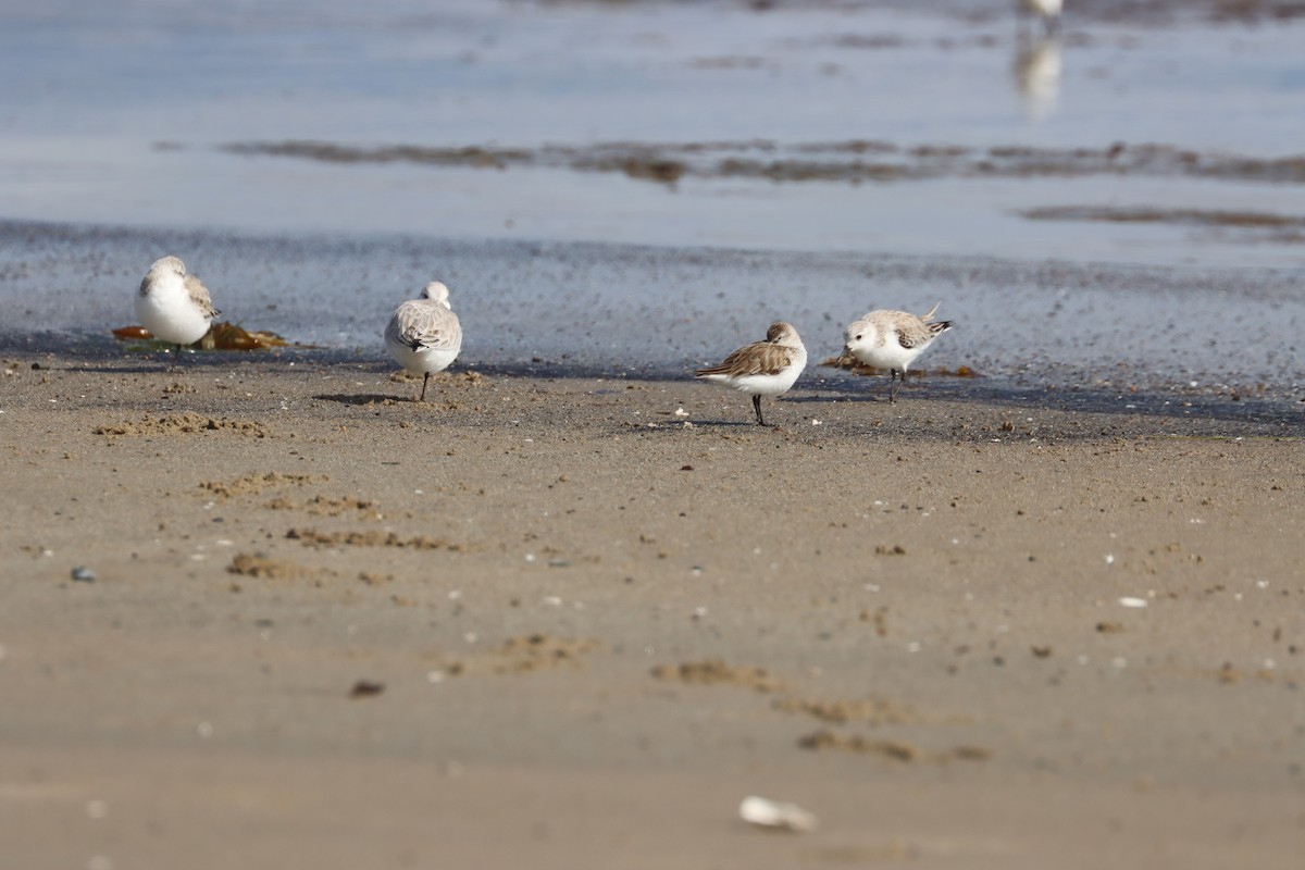 ミユビシギ - ML614968382