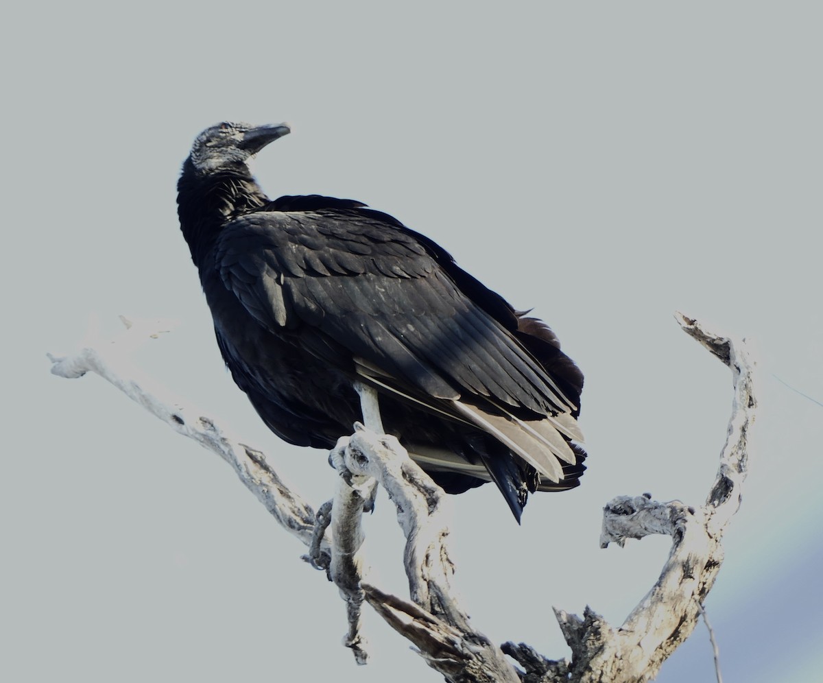 Black Vulture - ML614968390