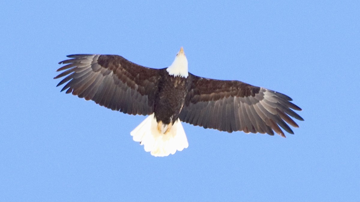 Weißkopf-Seeadler - ML614968503