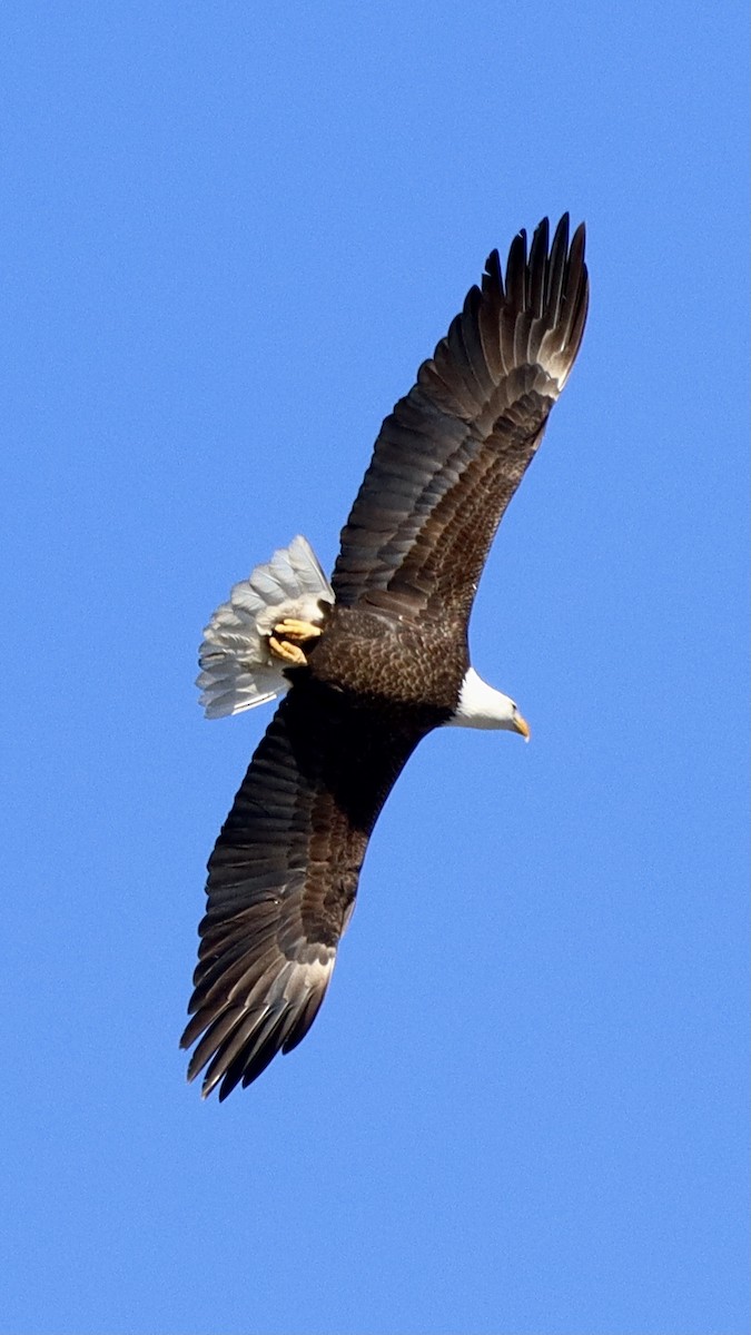 Weißkopf-Seeadler - ML614968504