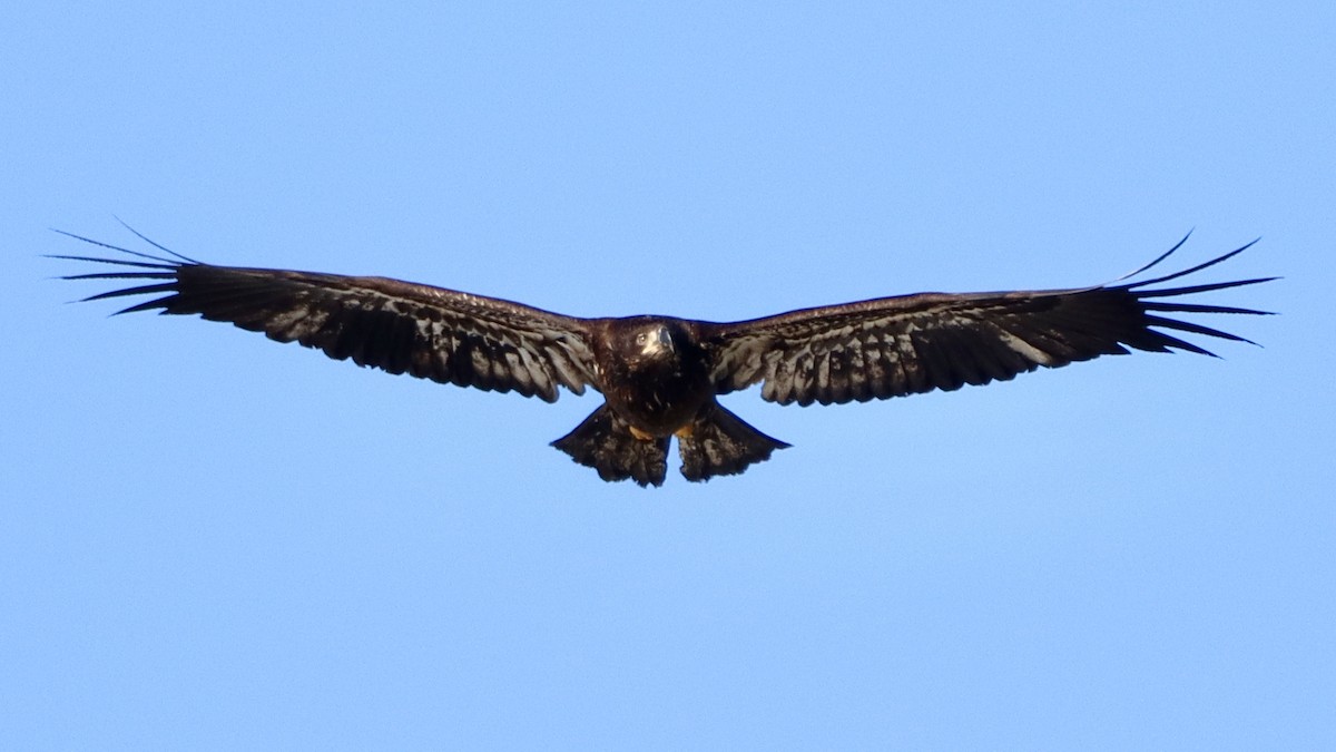 Bald Eagle - Denise Chambers