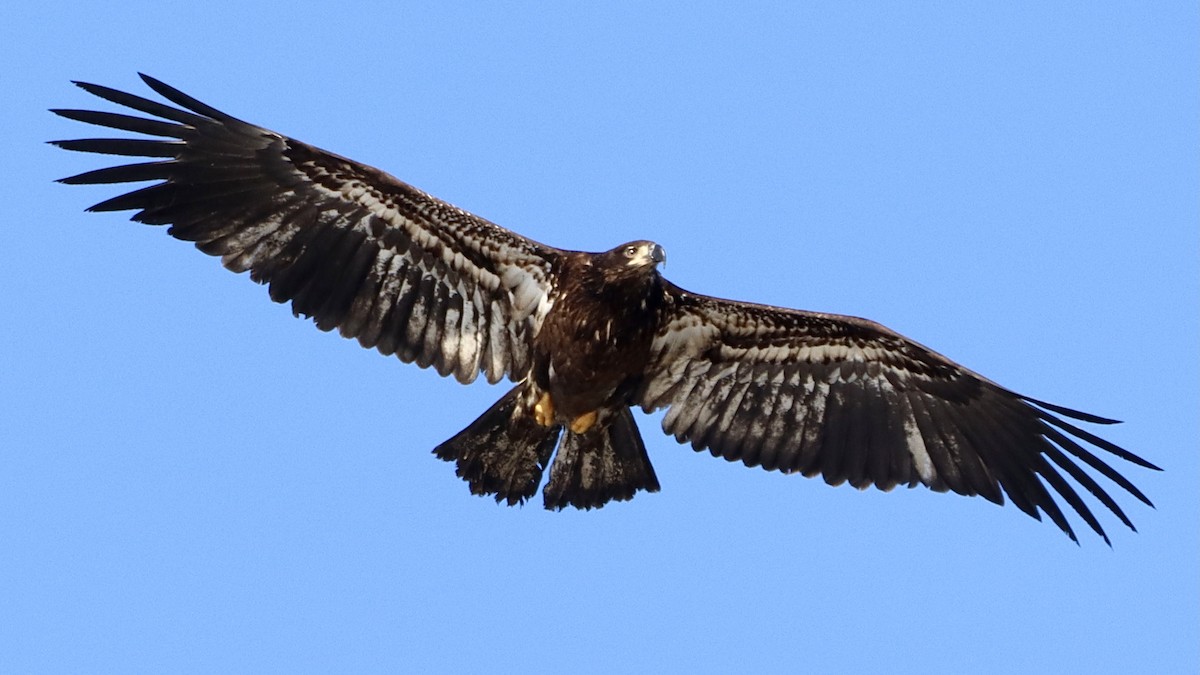 Weißkopf-Seeadler - ML614968506