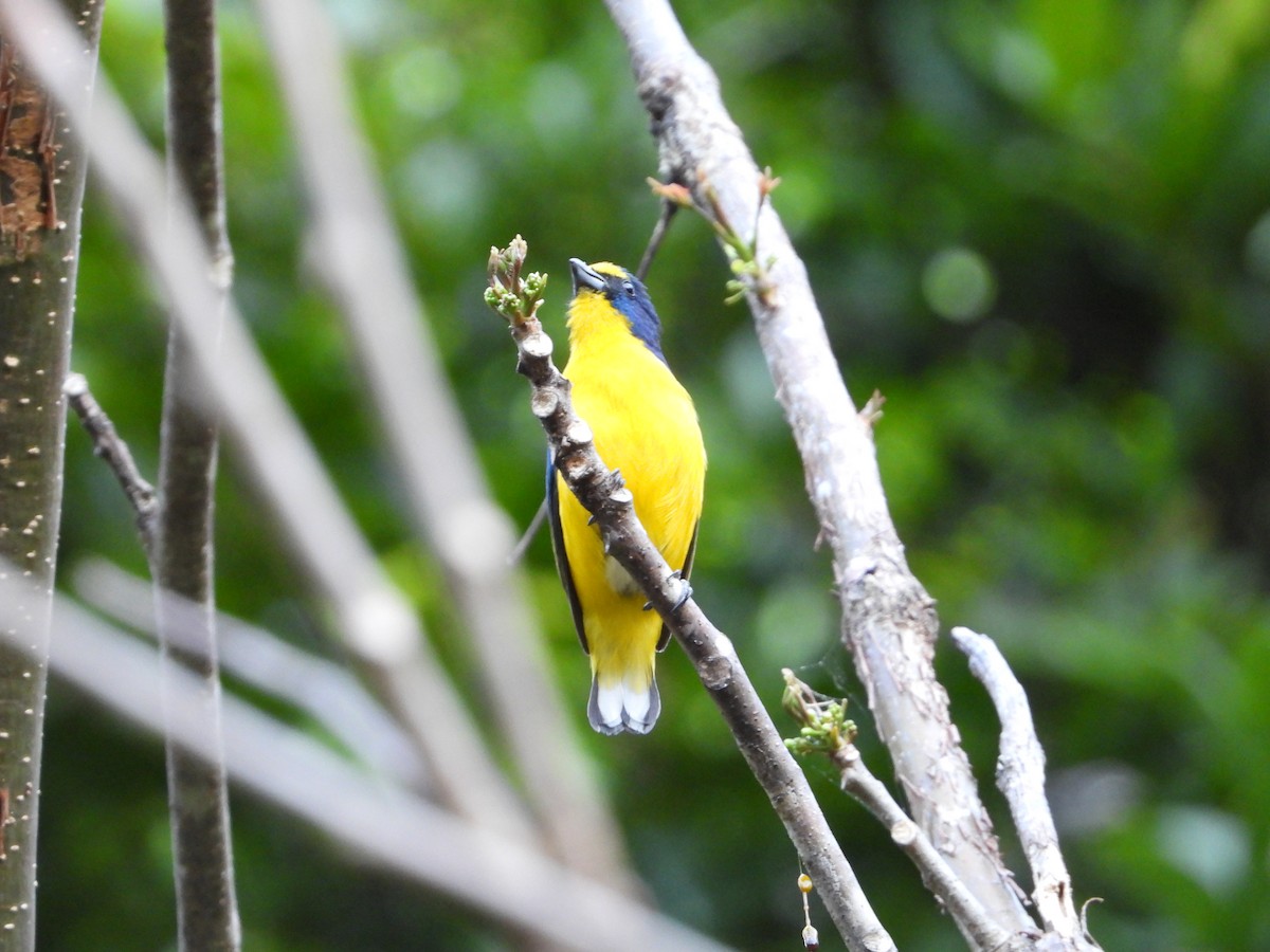 Yellow-throated Euphonia - Juan Carlos Melendez