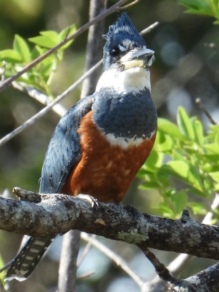 Ringed Kingfisher - ML614968515