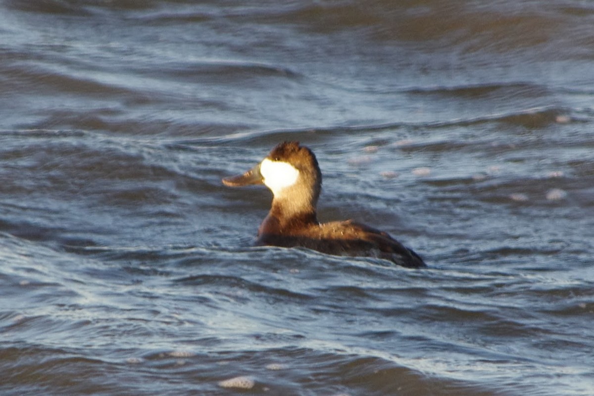 Ruddy Duck - ML614968526