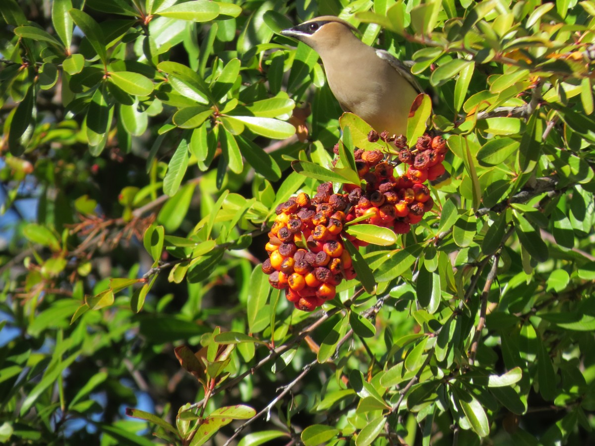 Cedar Waxwing - ML614968595