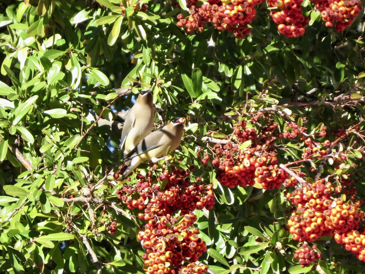 Cedar Waxwing - Dawn Zappone