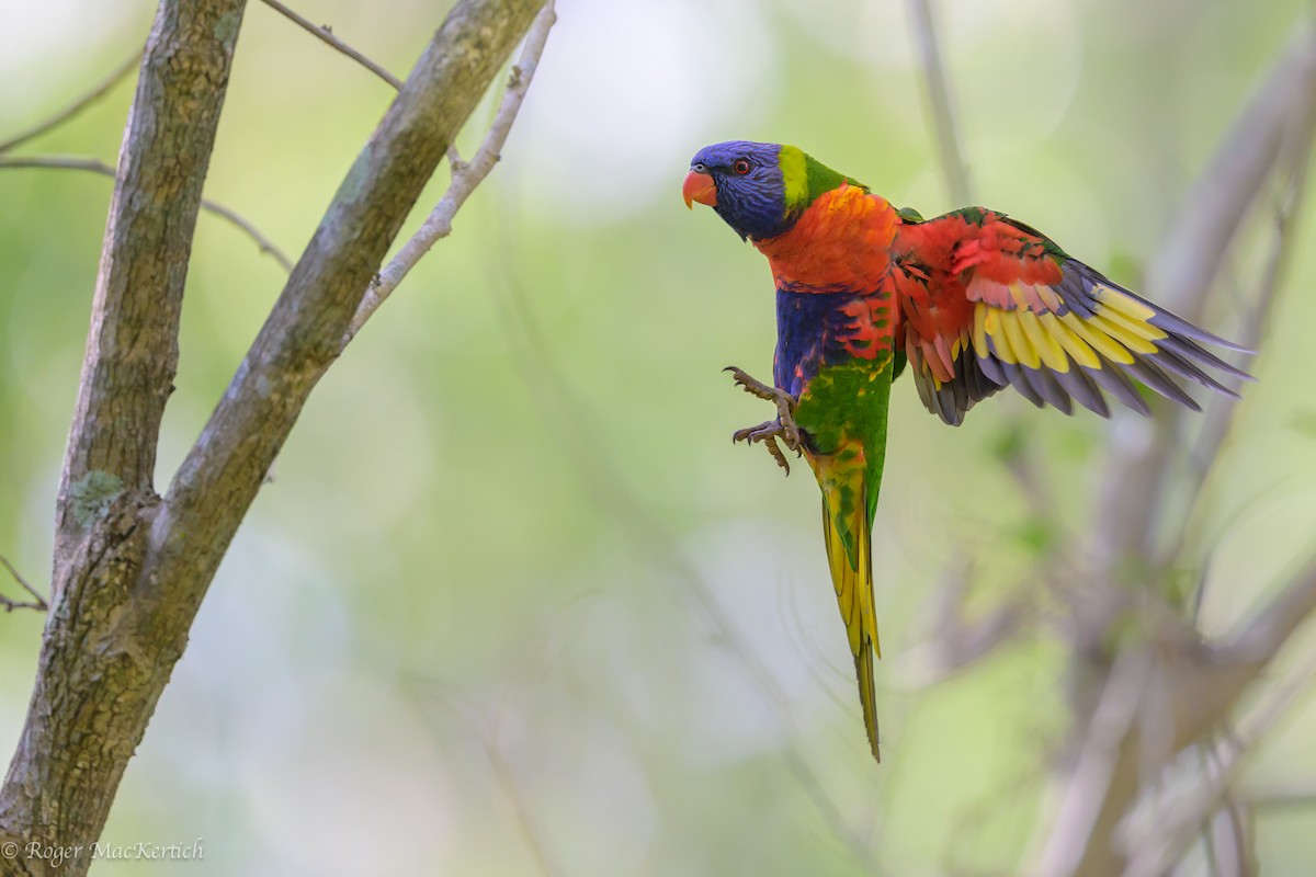 Rainbow Lorikeet - Roger MacKertich