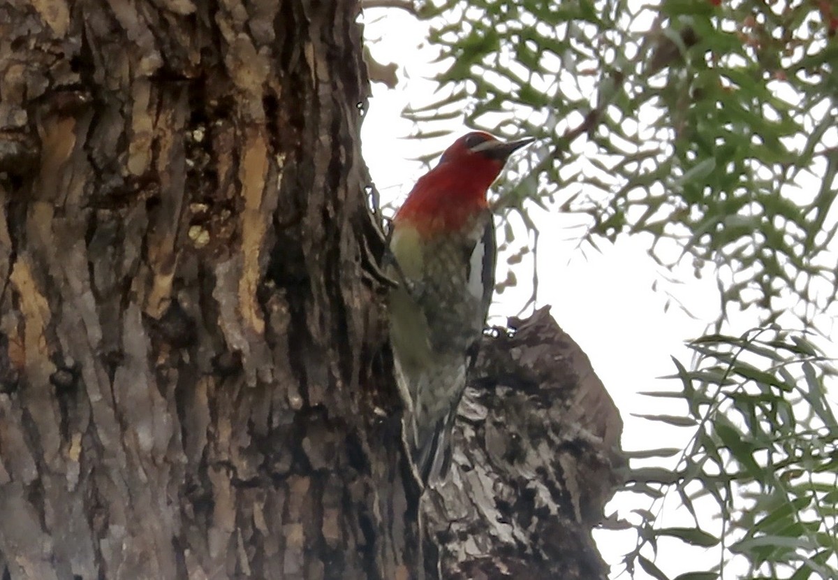 Red-breasted Sapsucker - ML614968637