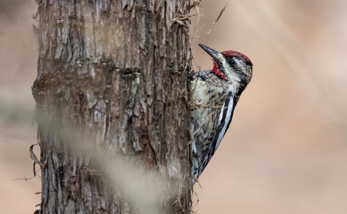 Yellow-bellied Sapsucker - Taylor Long