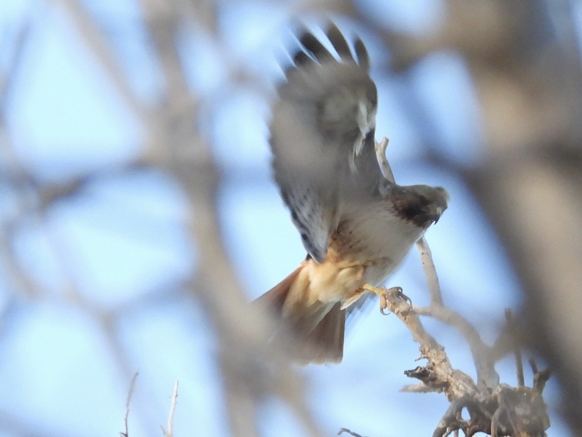 Red-tailed Hawk - ML614968664