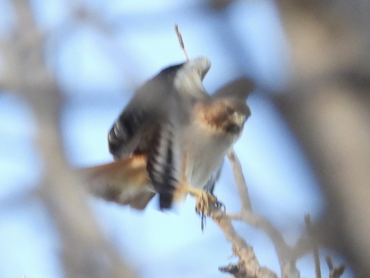 Red-tailed Hawk - ML614968665