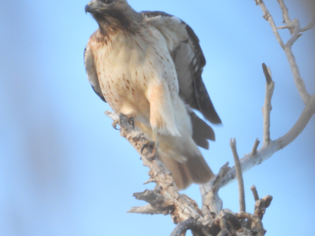 Red-tailed Hawk - ML614968666