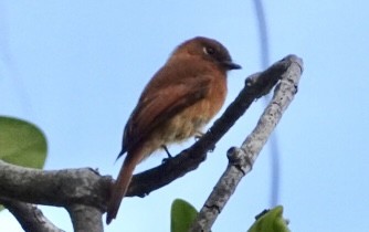 Cinnamon Flycatcher - David Fraser