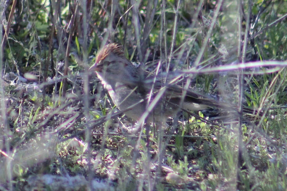 Rufous-winged Sparrow - Adair Bock