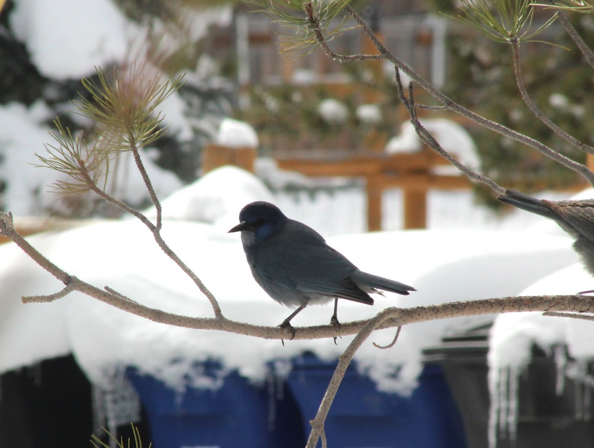 Pinyon Jay - ML614968805