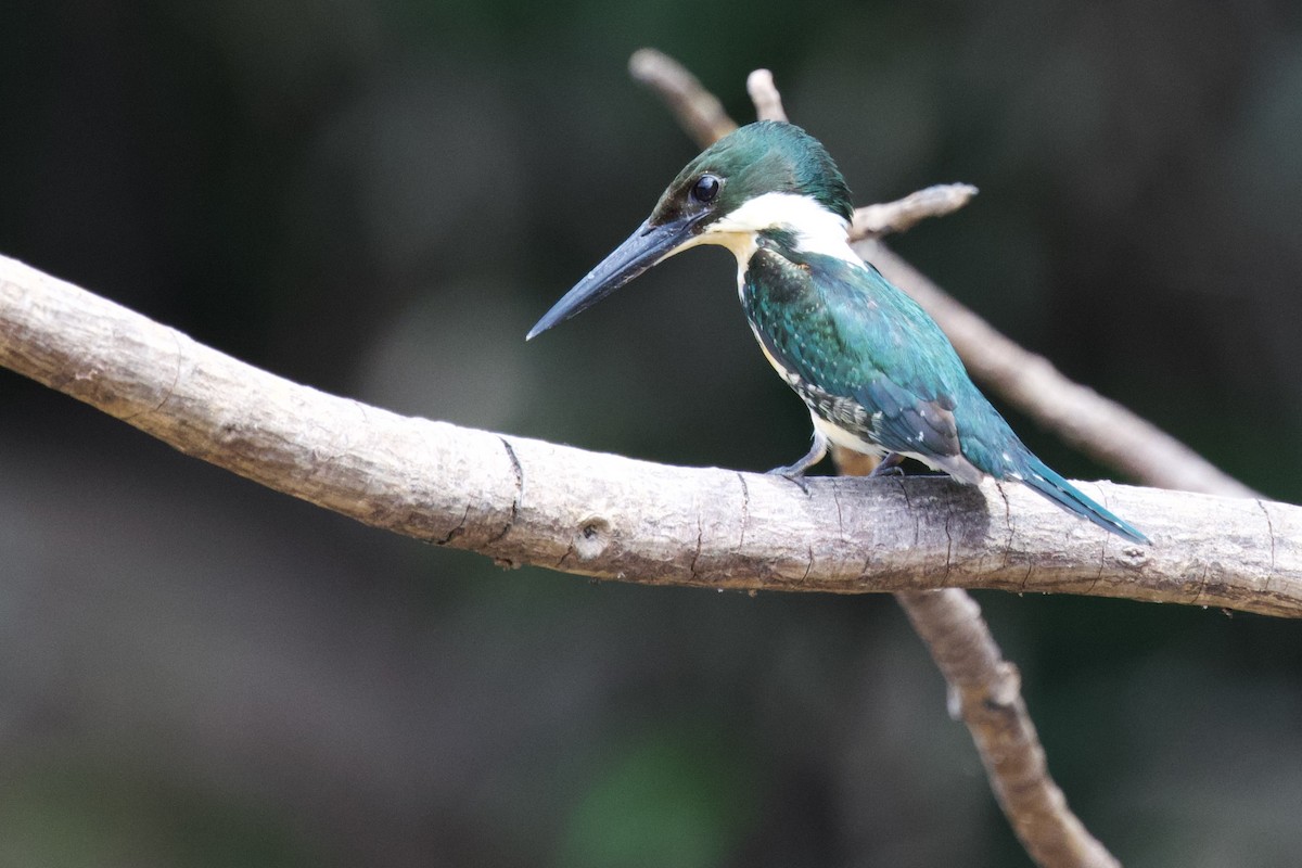 Martin-pêcheur d'Amazonie - ML614968834