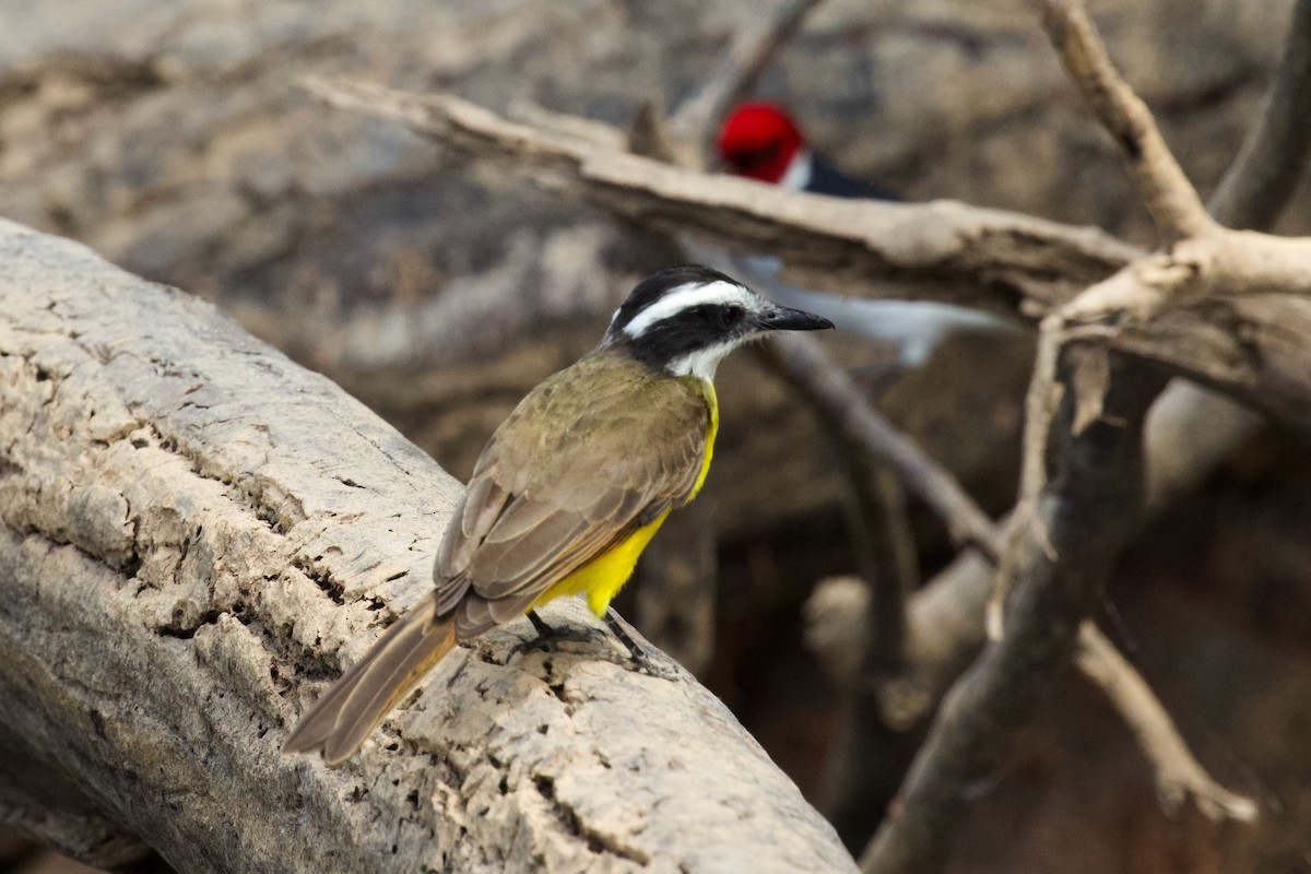 Lesser Kiskadee - ML614968845