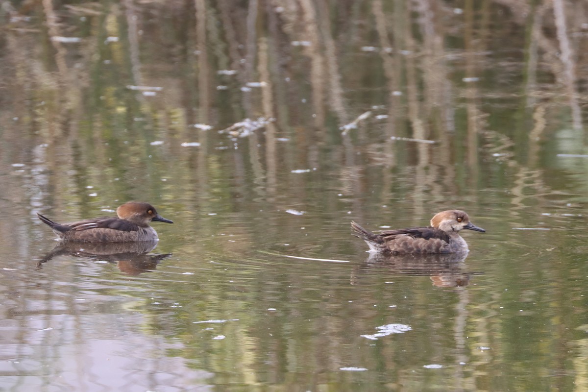Smergo dal cappuccio - ML614968846