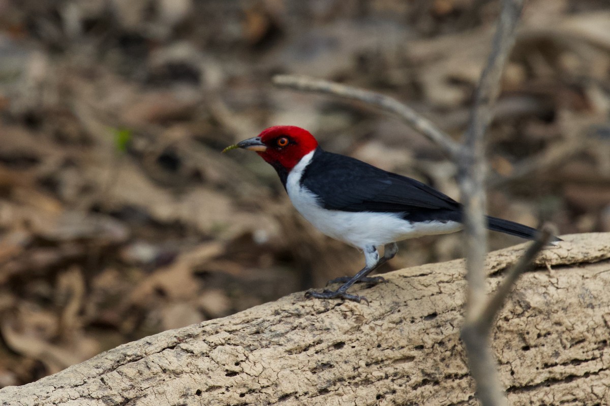 Red-capped Cardinal - Luciano Naka