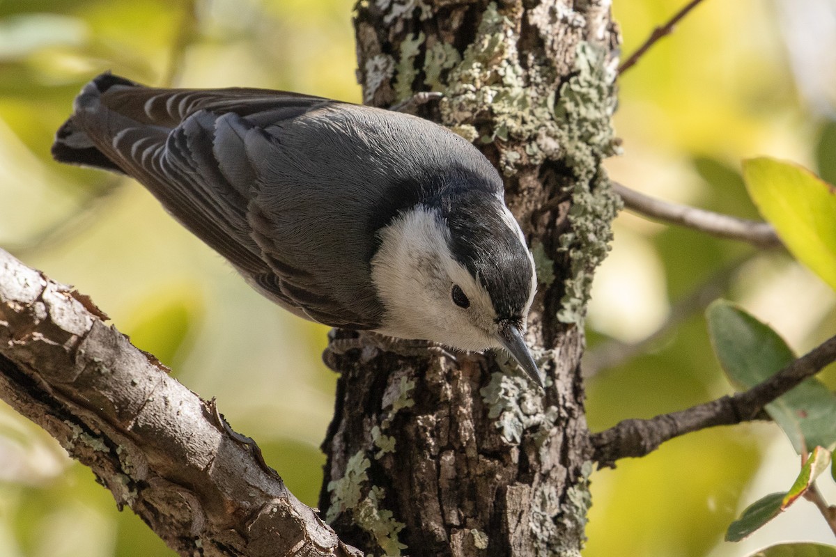White-breasted Nuthatch - ML614968872