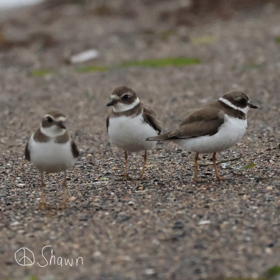 Semipalmated Plover - ML614968894