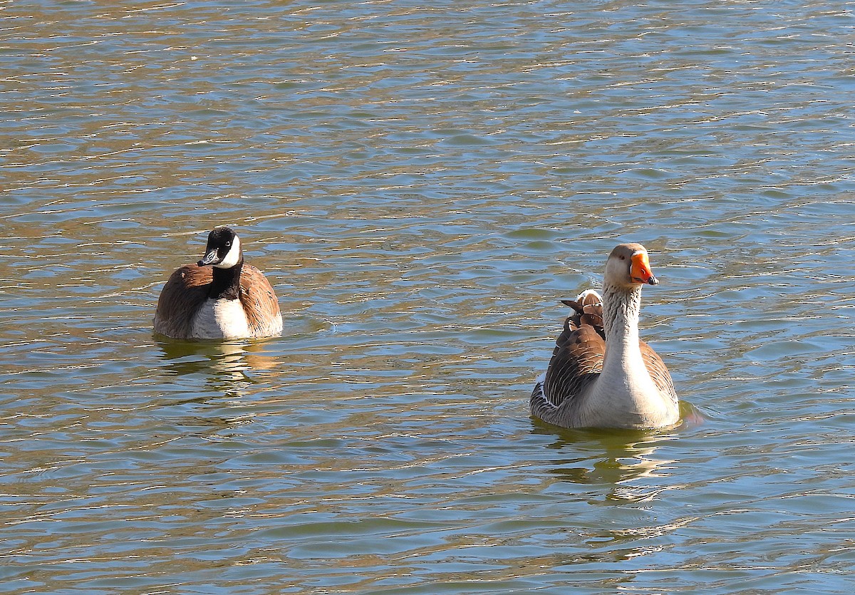 Graylag x Swan Goose (hybrid) - ML614968930