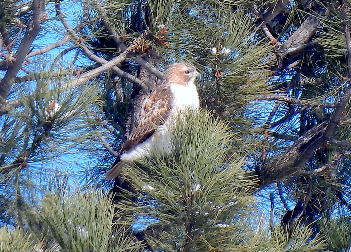 Rotschwanzbussard - ML614968962