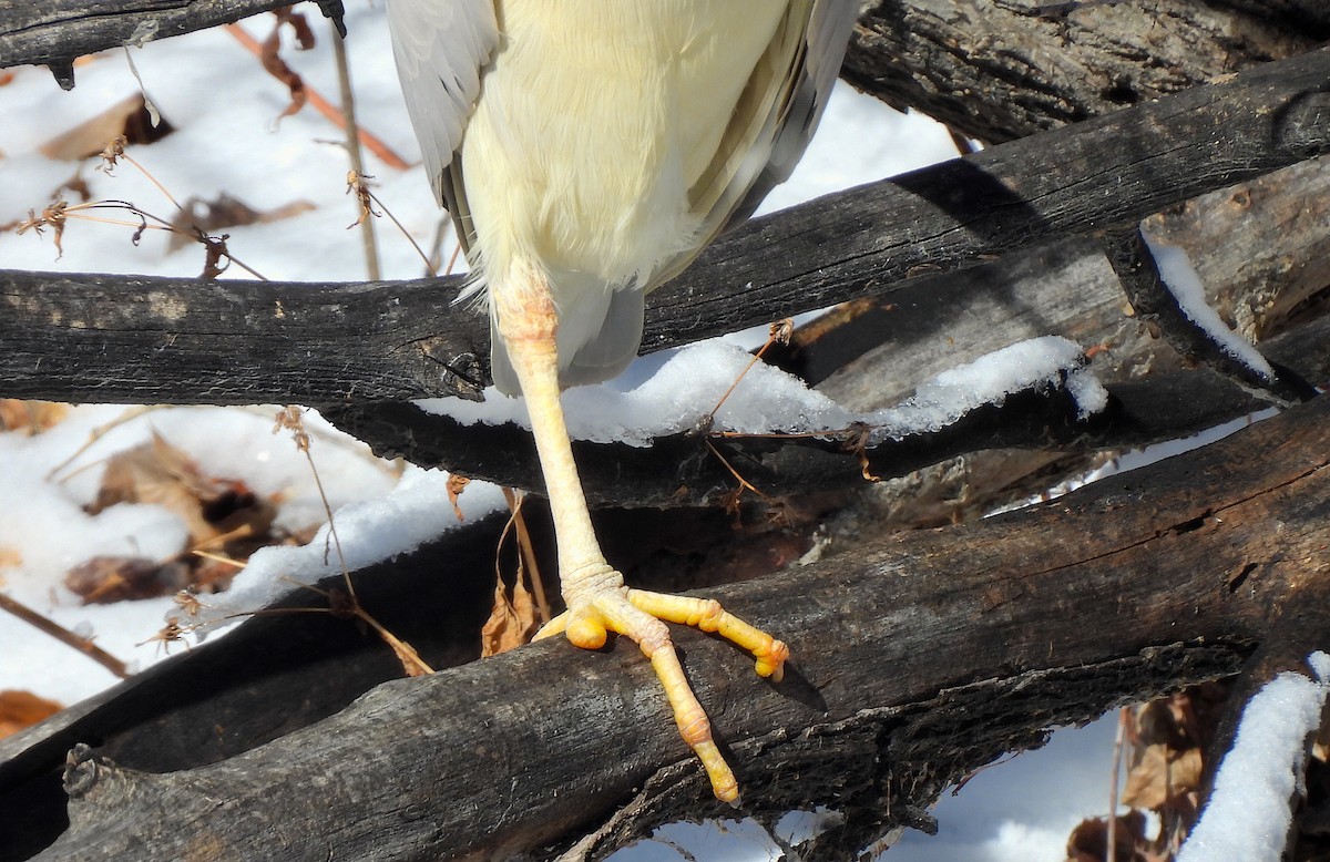 Black-crowned Night Heron - Ted Floyd