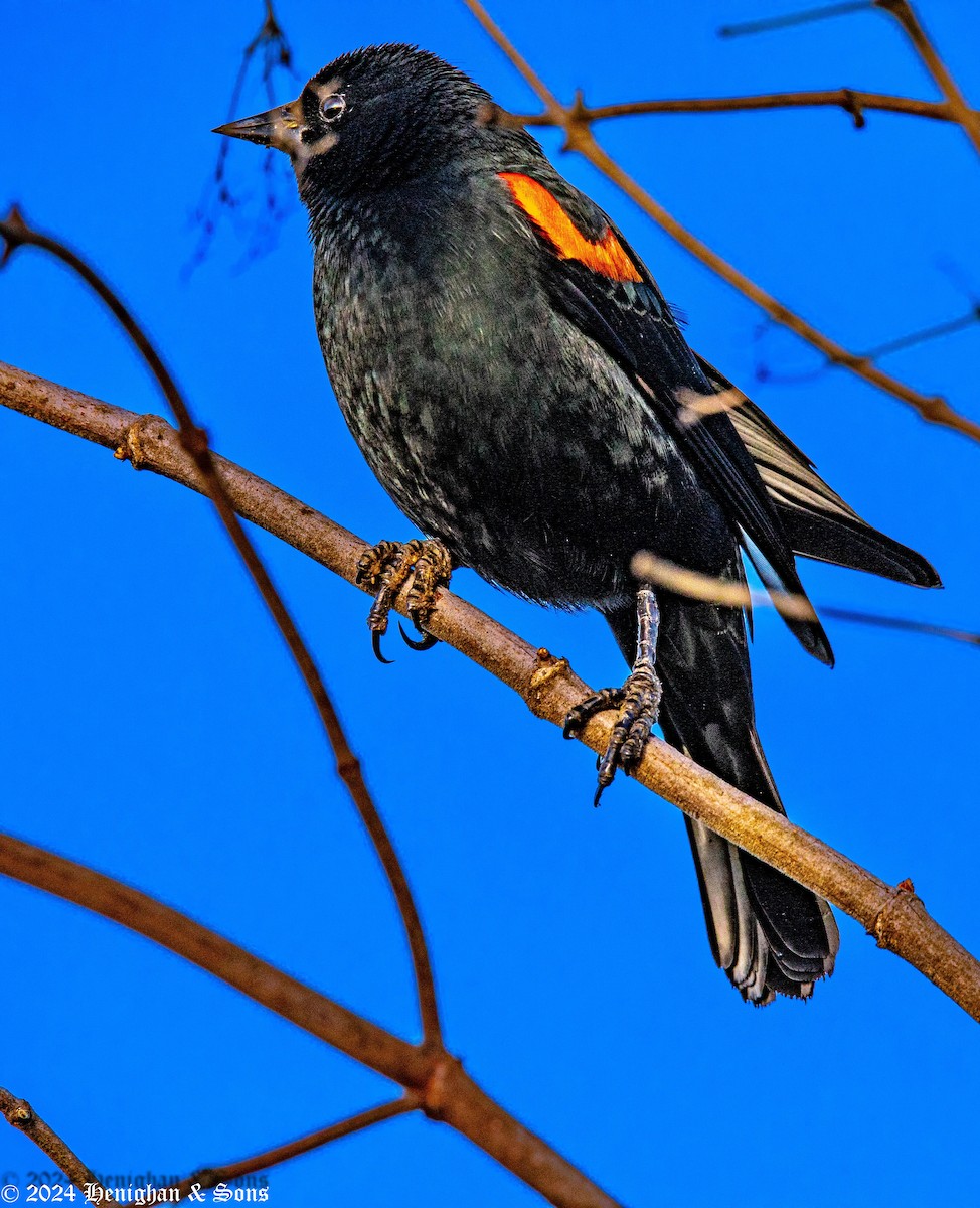 Red-winged/Tricolored Blackbird - ML614969003