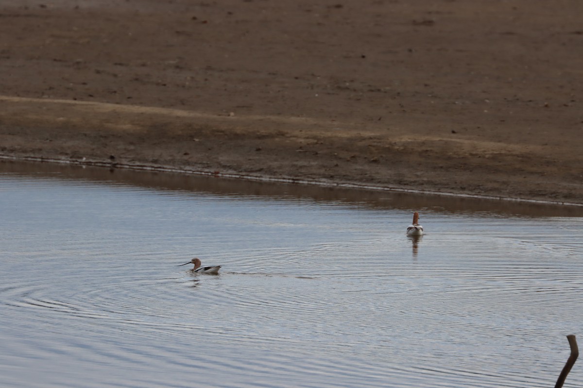 American Avocet - ML614969022