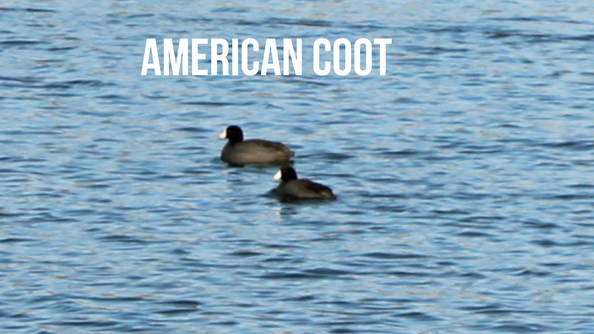 American Coot - ML614969065