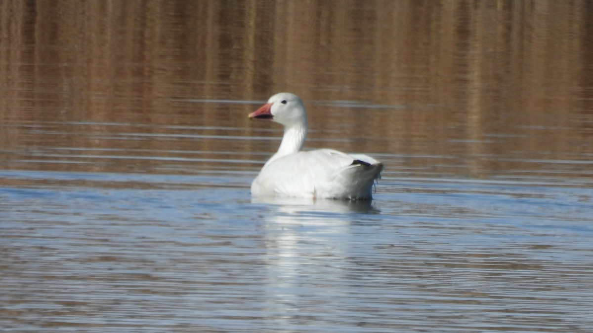 Snow Goose - Karen Evans